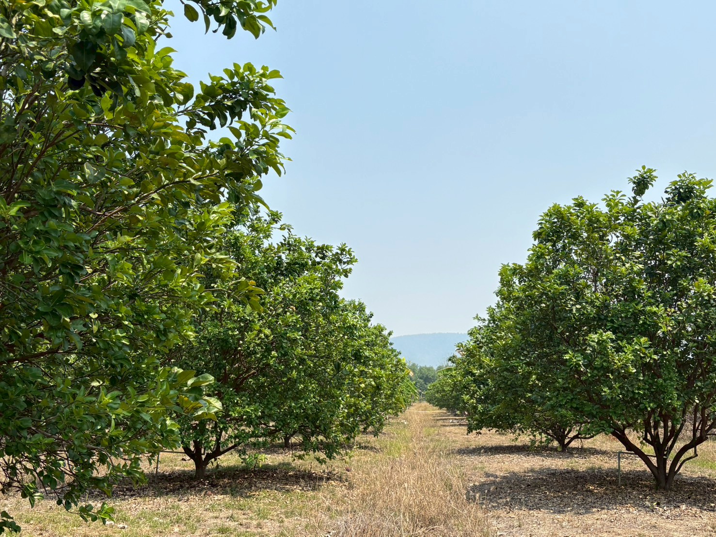 title - ศรม. ลงพื้นที่ตรวจประเมินเพื่อติดตามในเขตปฏิรูปที่ดินจังหวัดนครสวรรค์